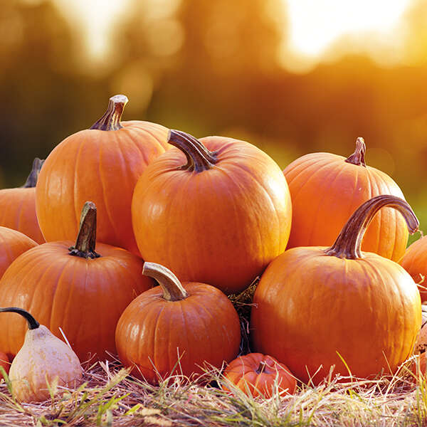 landflair einstieg themen so bleiben Kuerbisse laenger frisch 600x600